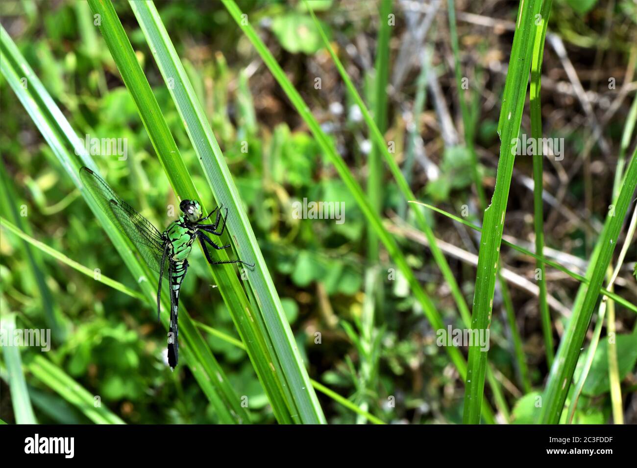 Une libellule de l'est du pondhawk atterrit sur une lame d'herbe. Banque D'Images