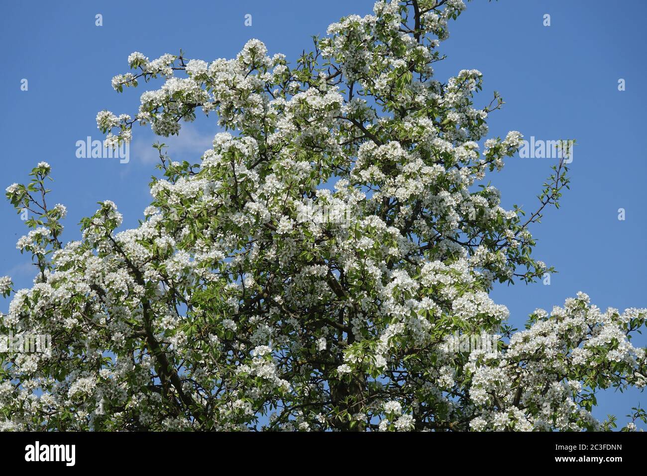 Pyrus communis, poire sauvage Banque D'Images
