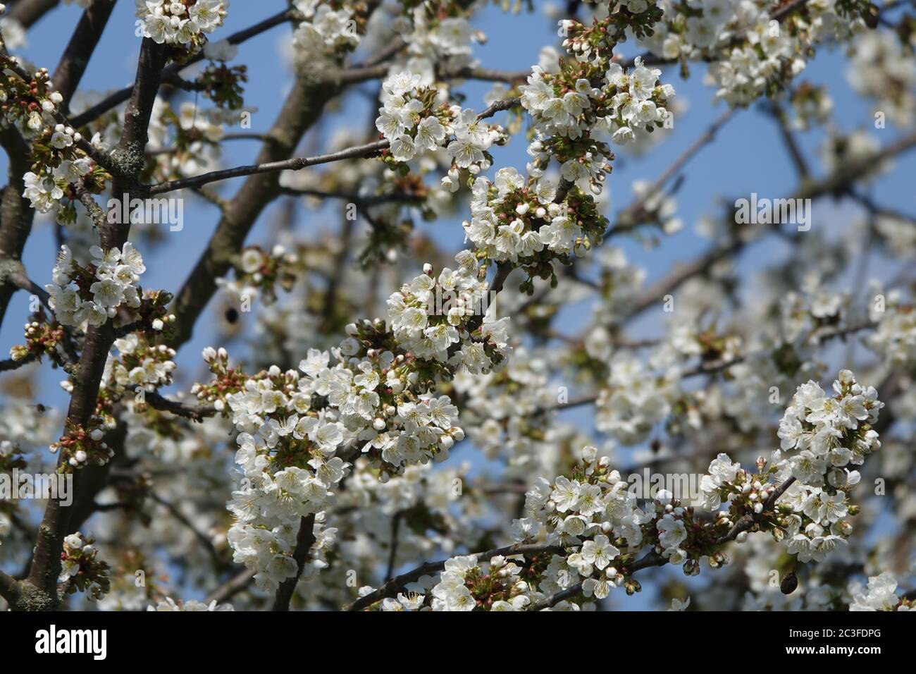 Prunus avium, Sweet Cherry Banque D'Images