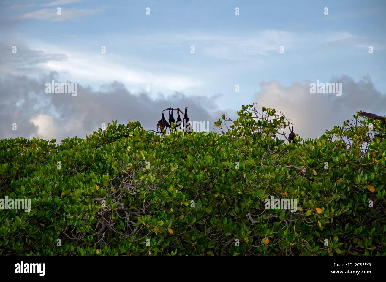 Chauves-souris dormant sur des arbres de magie. Banque D'Images
