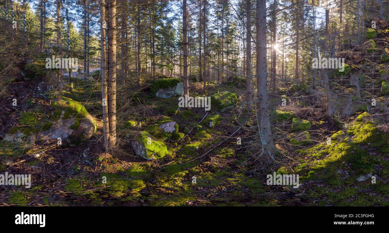 La forêt et le soleil jettent de longues ombres Banque D'Images