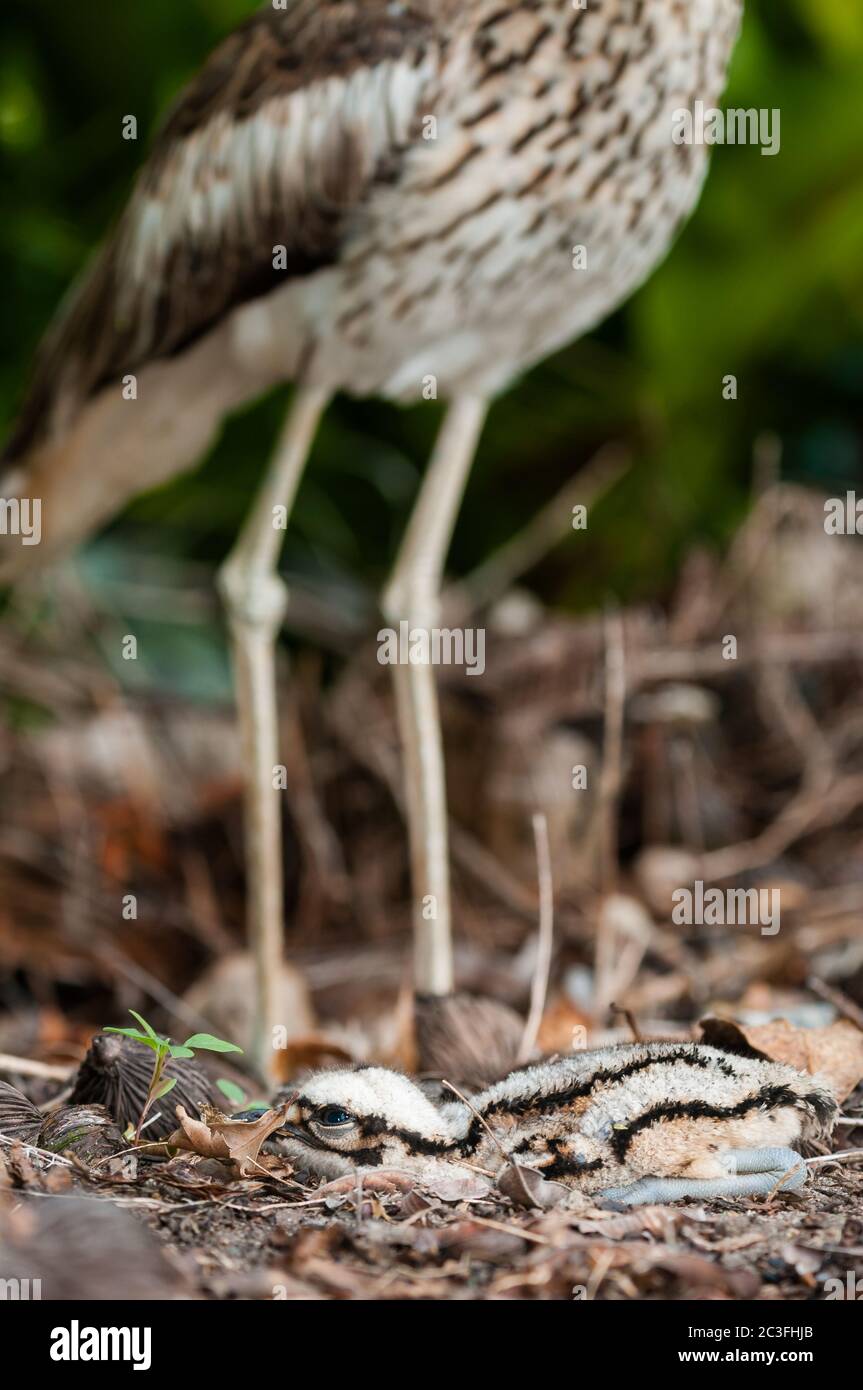 Un bébé curlew de pierre de brousse se pose parfaitement dans la litière de feuilles de premier plan avec une mère hors foyer sur la garde à l'arrière-plan à Cairns, en Australie. Banque D'Images