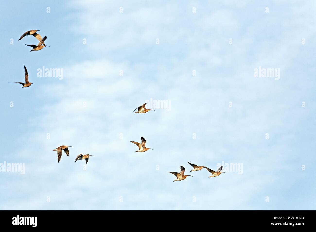 Le Courlis eurasien se hale Banque D'Images