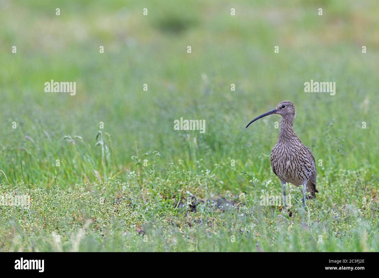 Le Courlis eurasien dans son aire de reproduction Banque D'Images