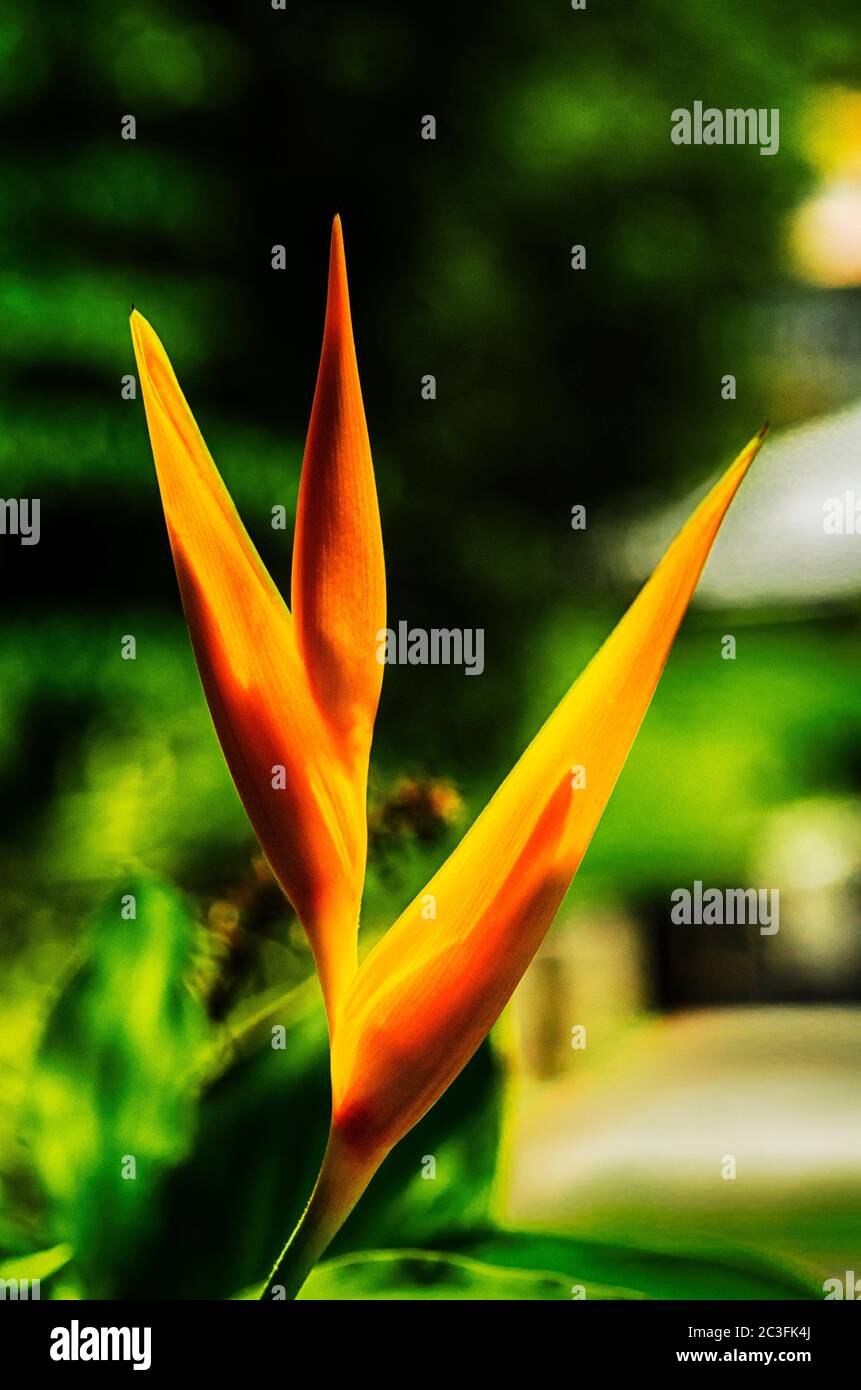 Fleur de Parrot ou Heliconia Psittacorum, également connu sous le nom de bec de perroquet, fleur de parakeet et fausse oiseau de paradis, originaire d'Amérique du Sud Banque D'Images