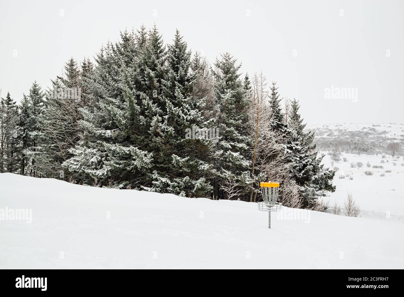 Arbres sous la neige et le golf sur disque, Islande Banque D'Images