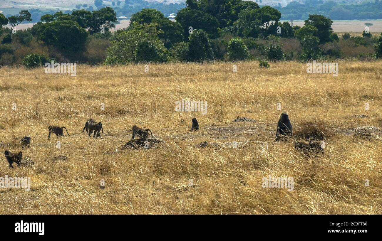 troupe de babouin marchant dans la réserve de jeu de mara de masai Banque D'Images