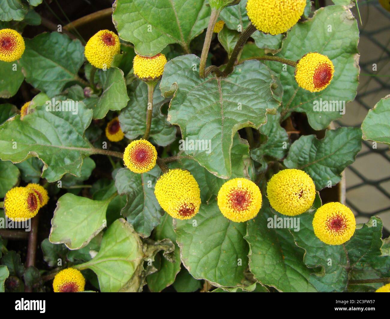 Plante fraîche de para cresson à fleurs, Spilanthes oleracea Banque D'Images