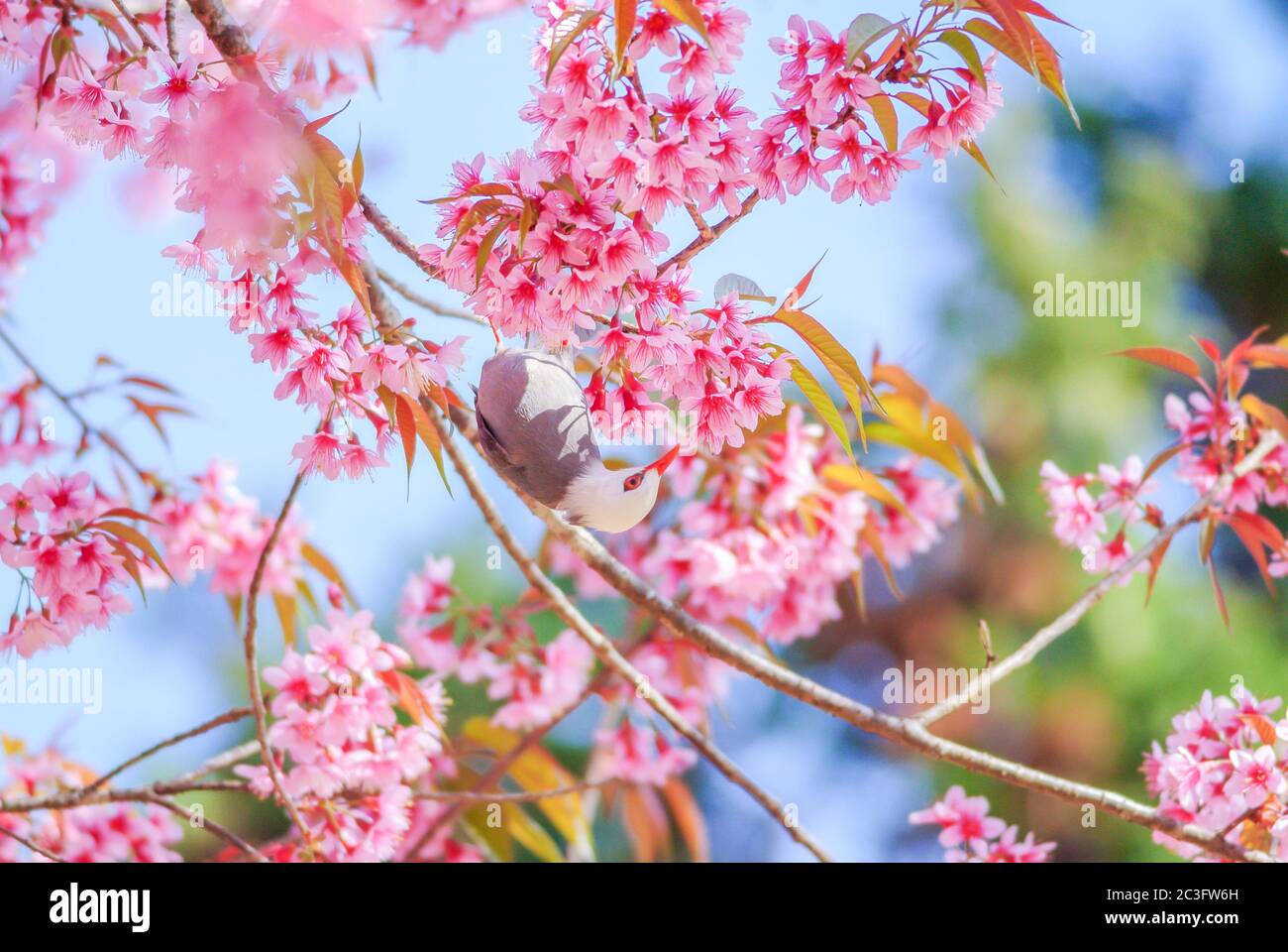 Fleur de cerisier rose avec oiseau de bulbul à tête blanche Banque D'Images