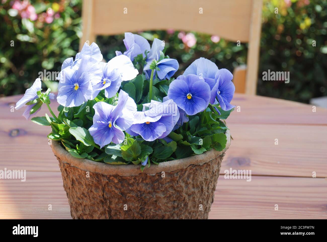 Pansies de fleur bleue pour une fleur de pansy colorée Banque D'Images