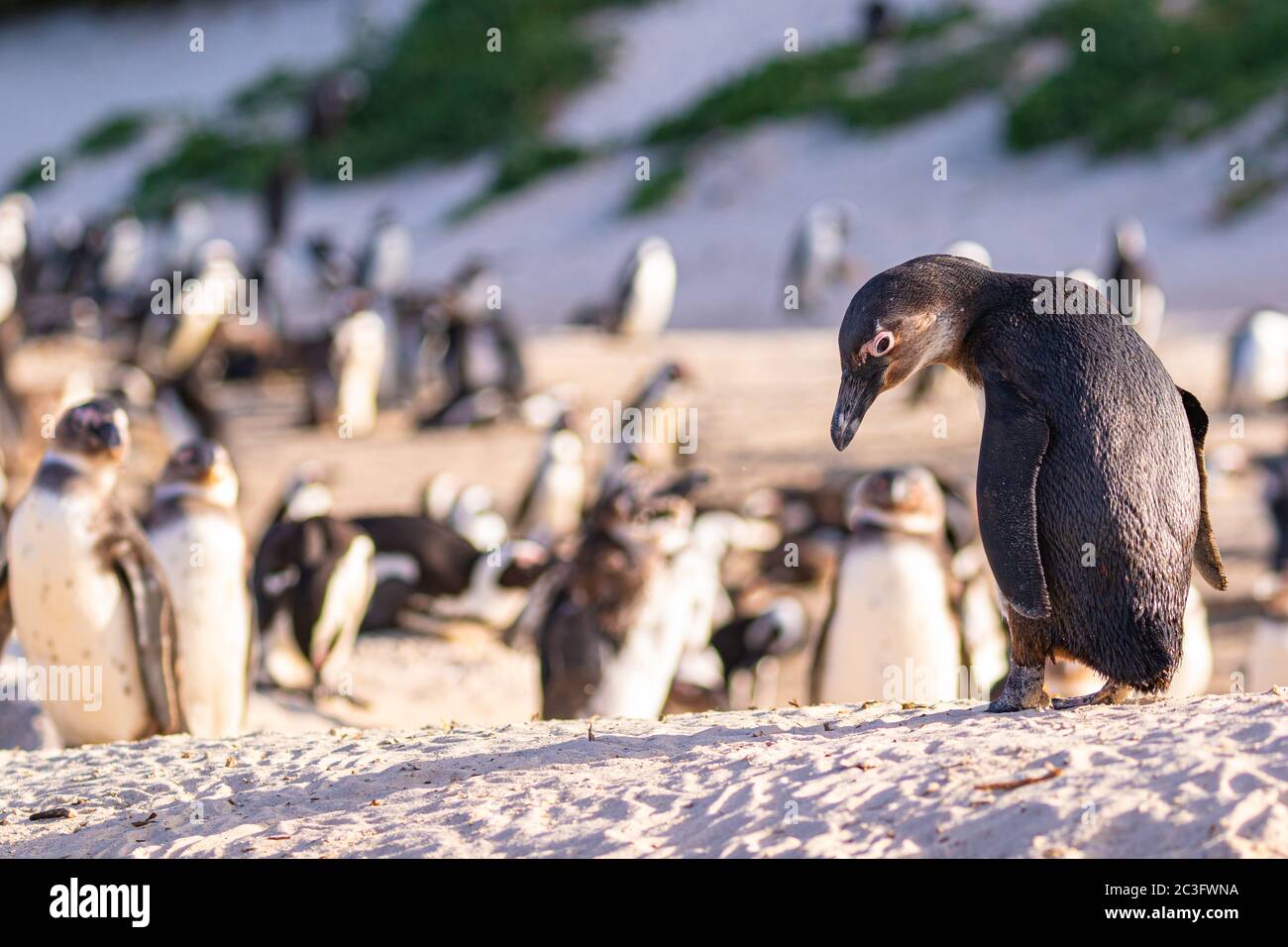 Colonie de pingouins Humboldt (Spheniscus humboldti) en Afrique du Sud Banque D'Images