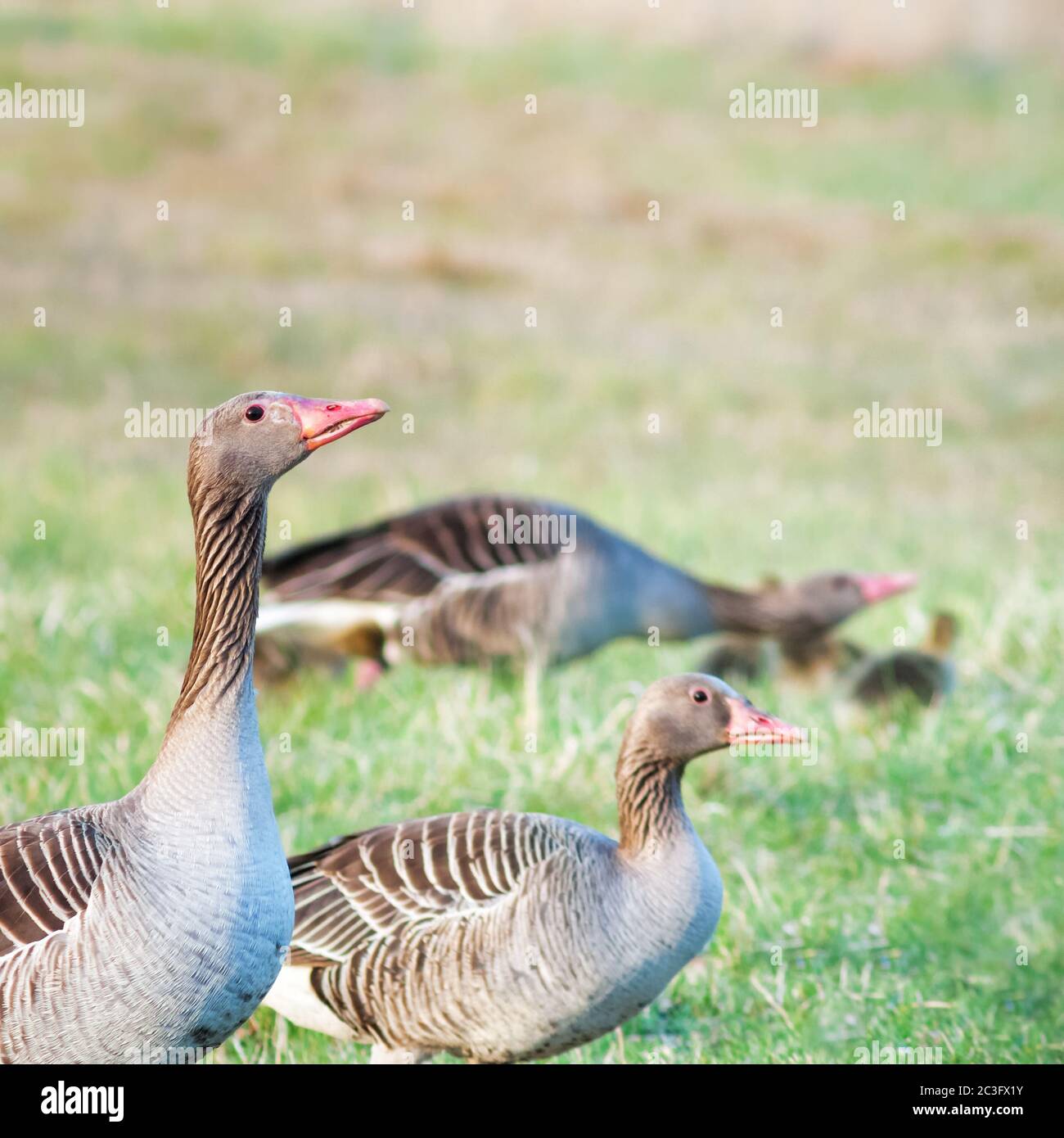 couple d'oie grise sur un pré Banque D'Images