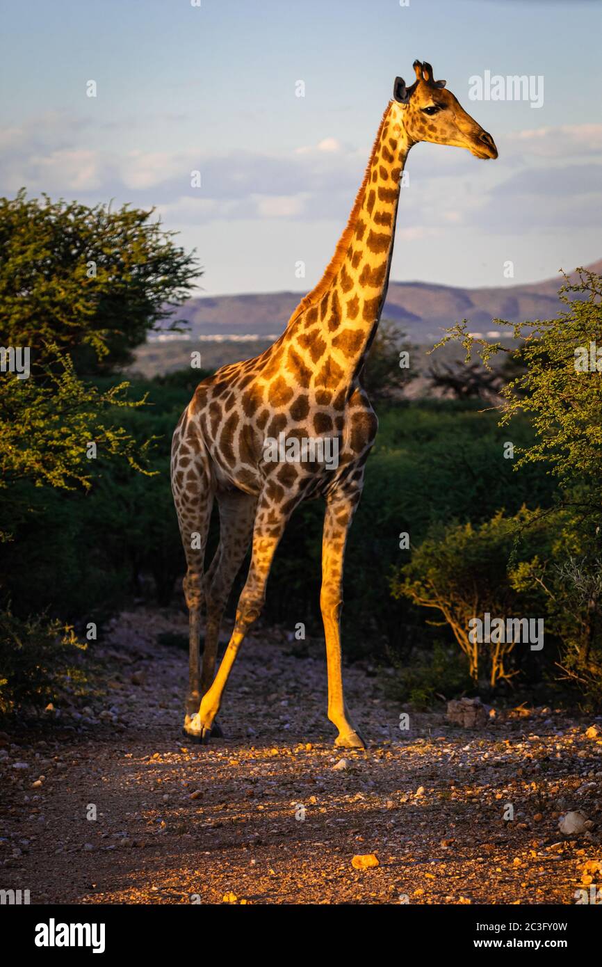 Angola Giraffe (Giraffa camelopardalis angolensis) en Namibie Banque D'Images