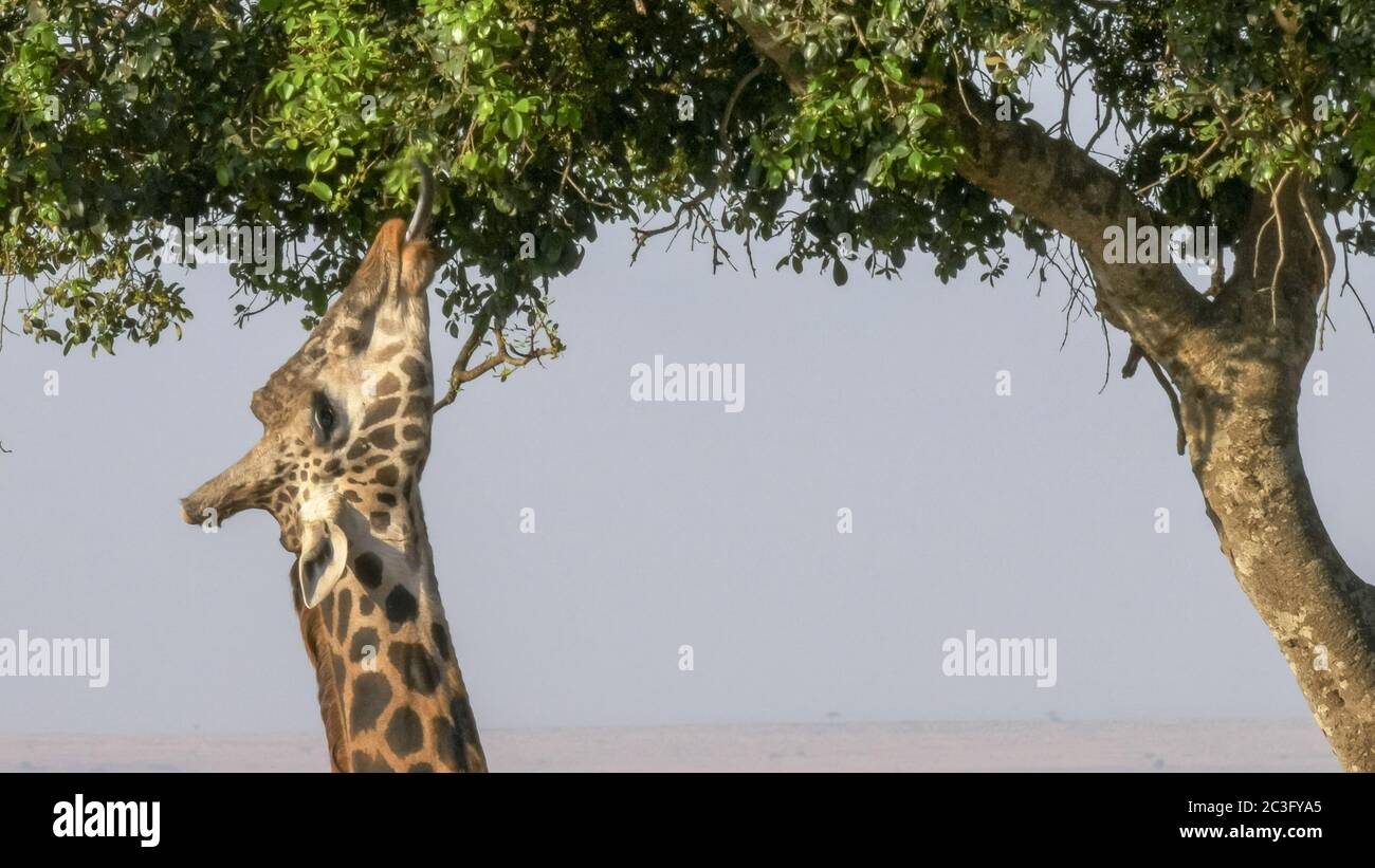 gros plan d'une girafe en utilisant sa langue pour se nourrir dans la réserve de jeu de masai mara Banque D'Images