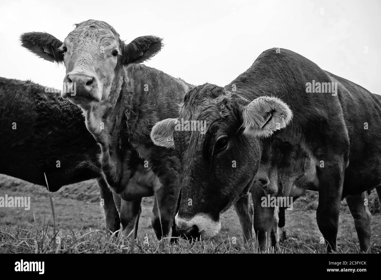 Noir et blanc photo de la vache qui broutage dans une ferme d'animaux Banque D'Images