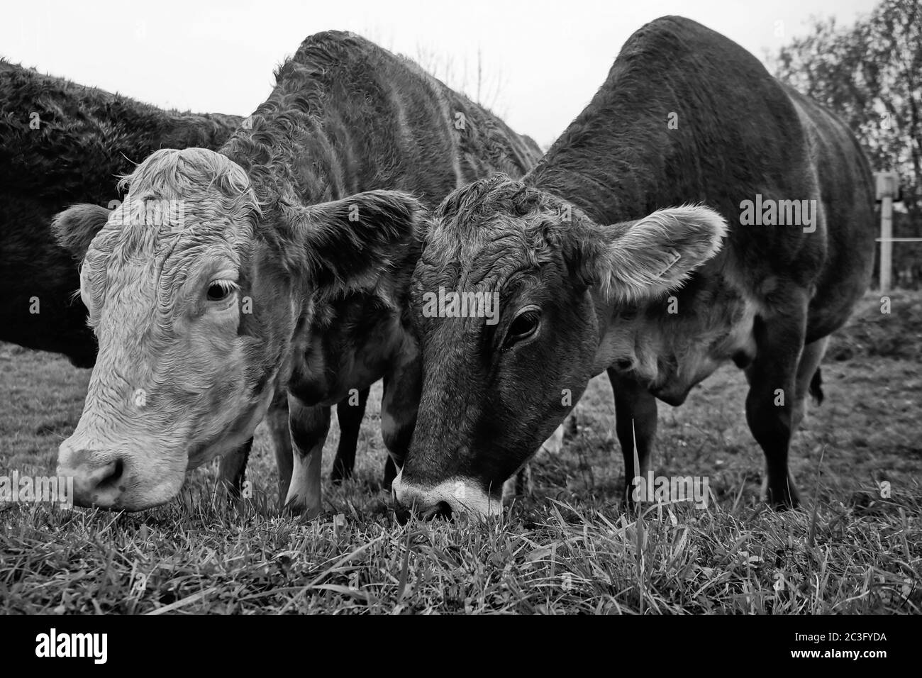 Noir et blanc photo de la vache qui broutage dans une ferme d'animaux Banque D'Images
