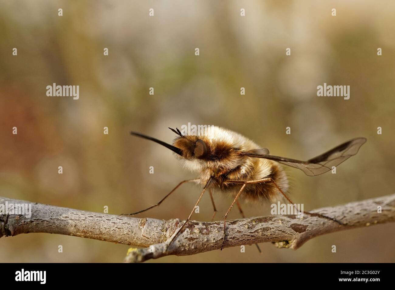 Gros plan d'une grande mouche d'abeille Banque D'Images