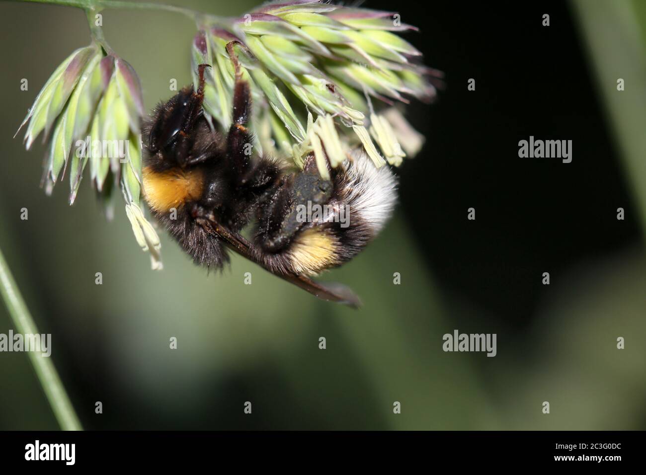 Une abeille bourdonneuse sur les graines d'une plante d'herbe. Banque D'Images