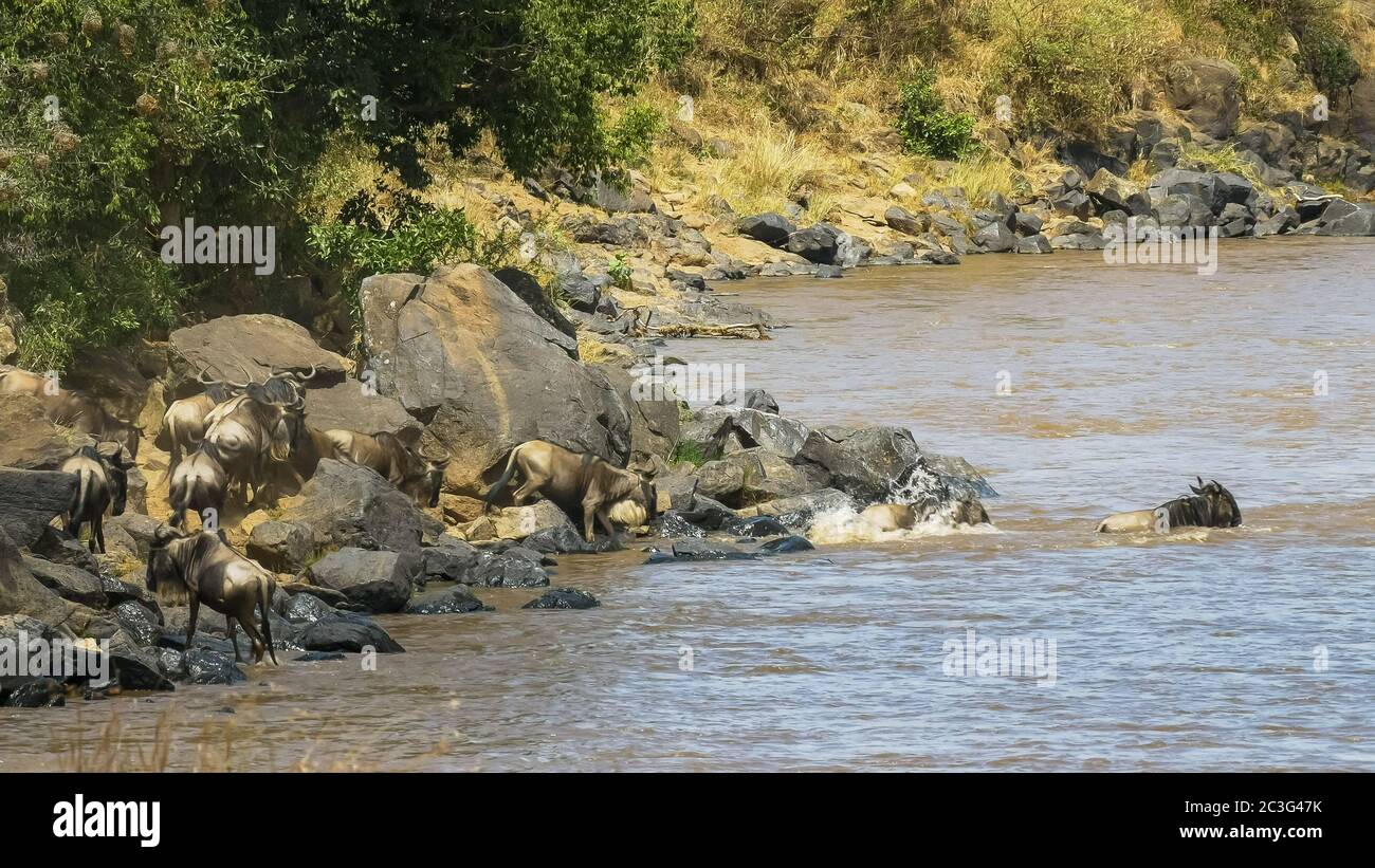 entrée la plus sauvage dans la rivière mara à la réserve de jeu de maasai mara Banque D'Images