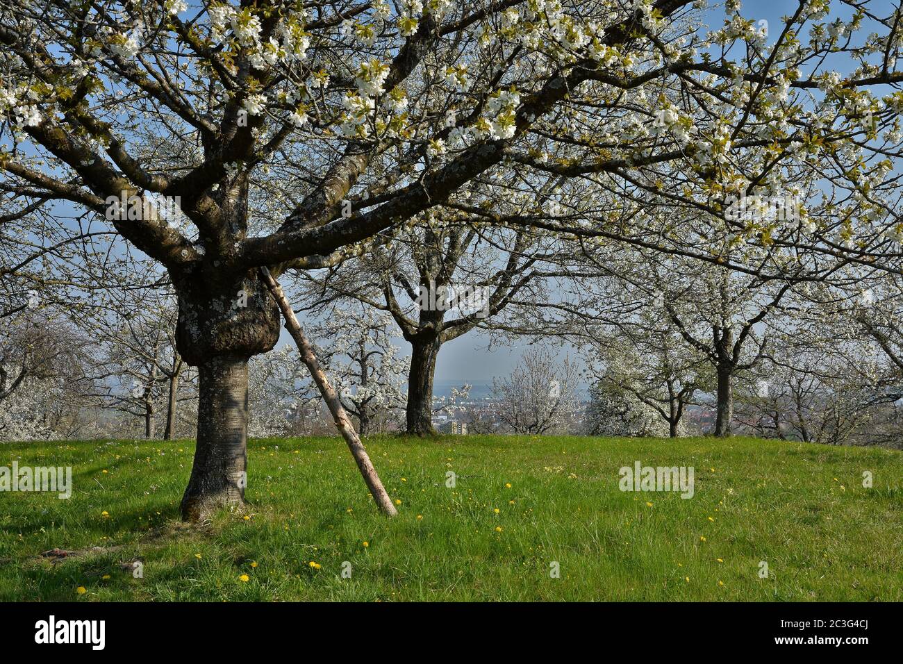 verger de prairie avec cerisiers en fleurs Banque D'Images