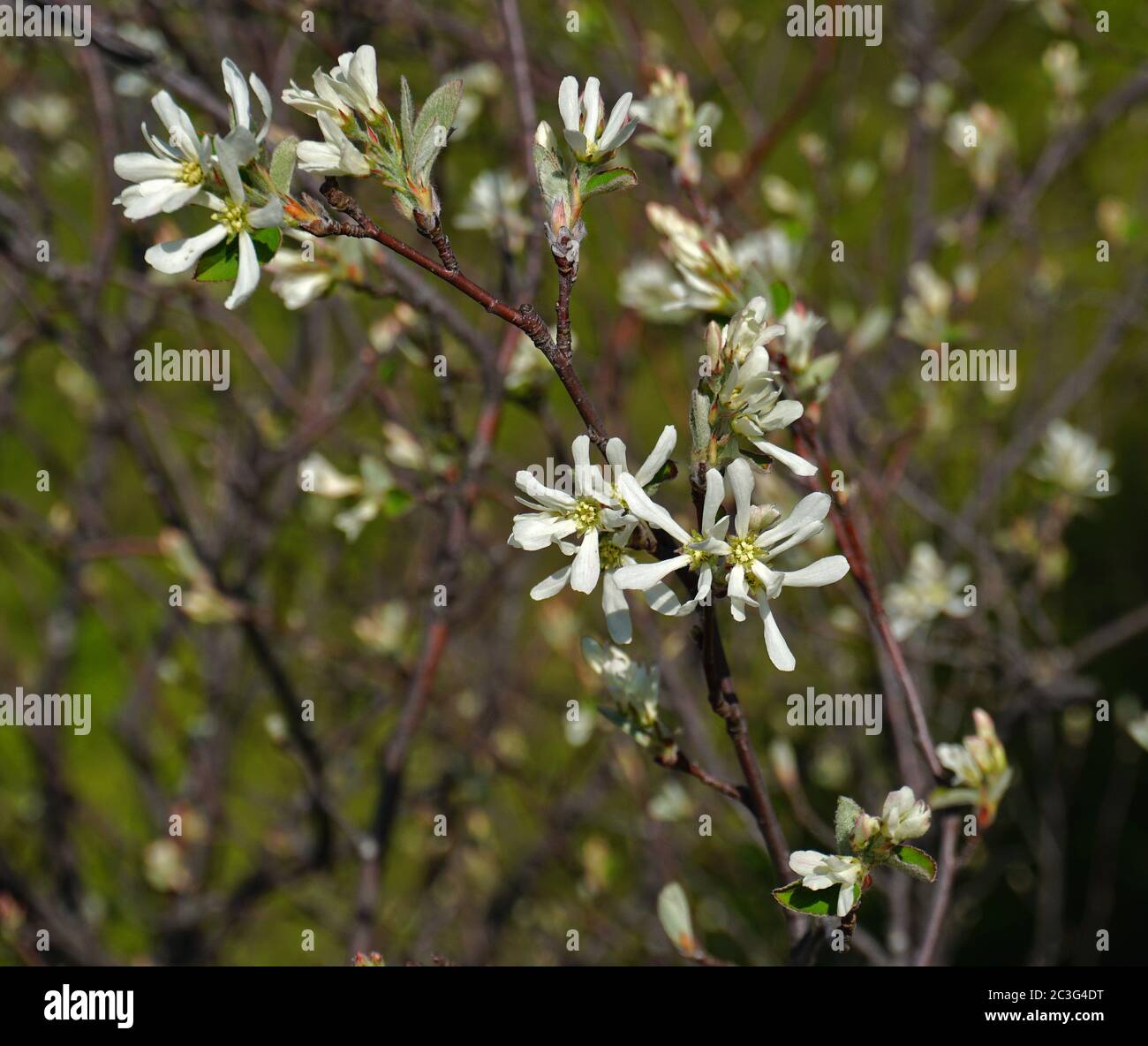 poire à raisin, mespilus neigeux, serviceberry de jardin, Banque D'Images