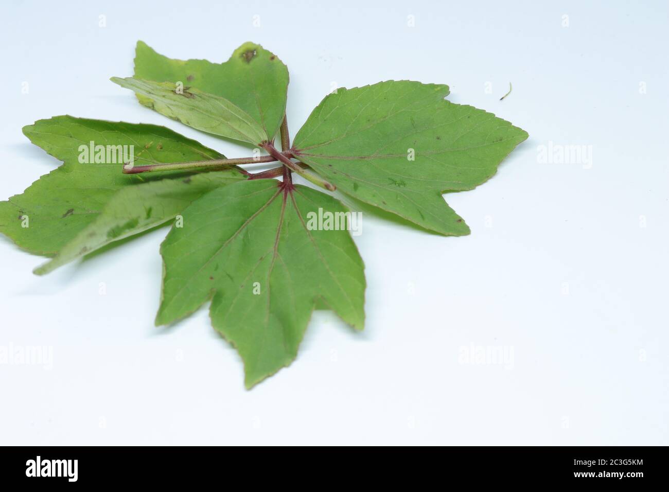 Feuilles de Rozelle isolées sur fond blanc Banque D'Images