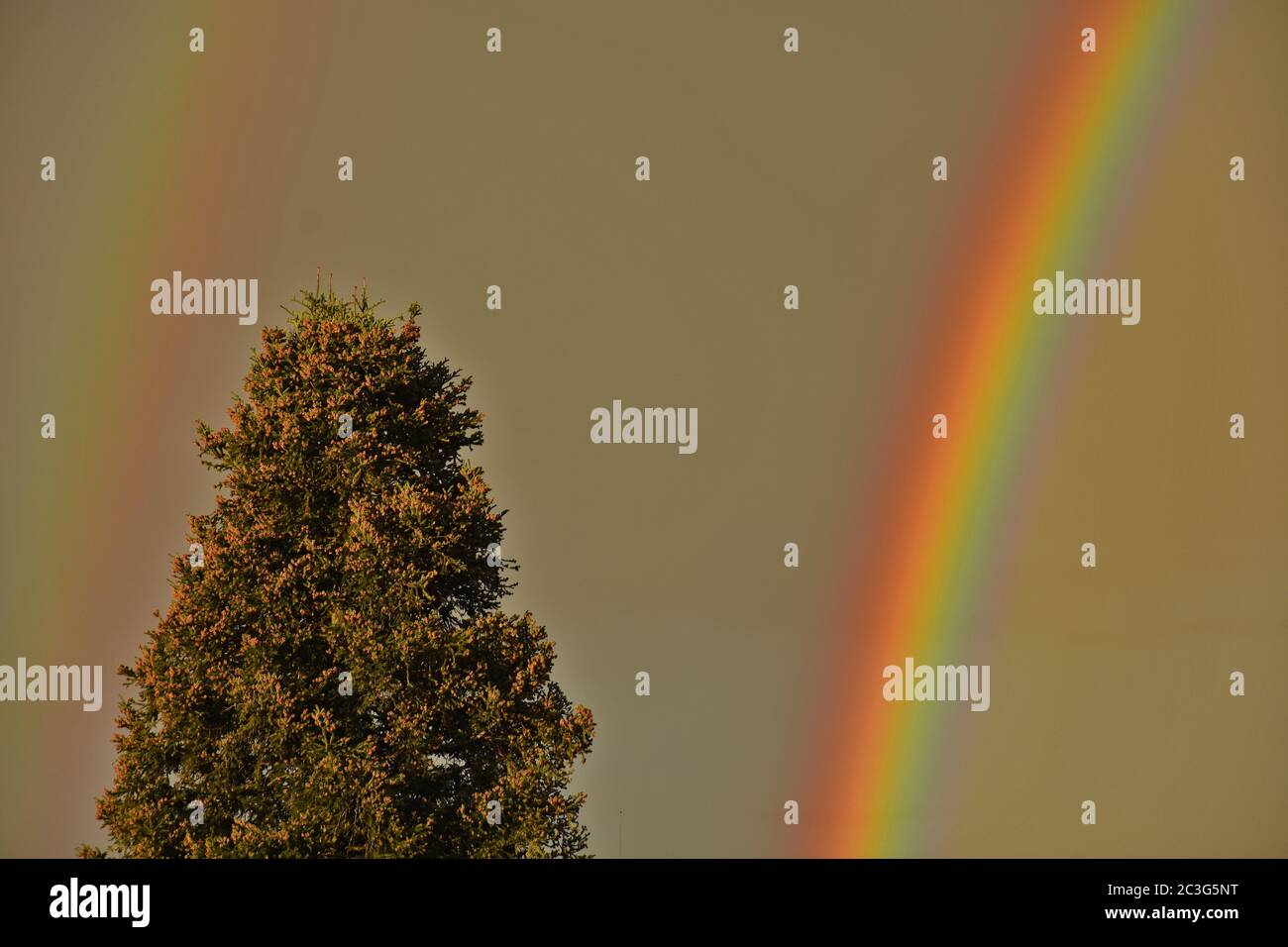 arc-en-ciel sur un sapin, allemagne Banque D'Images