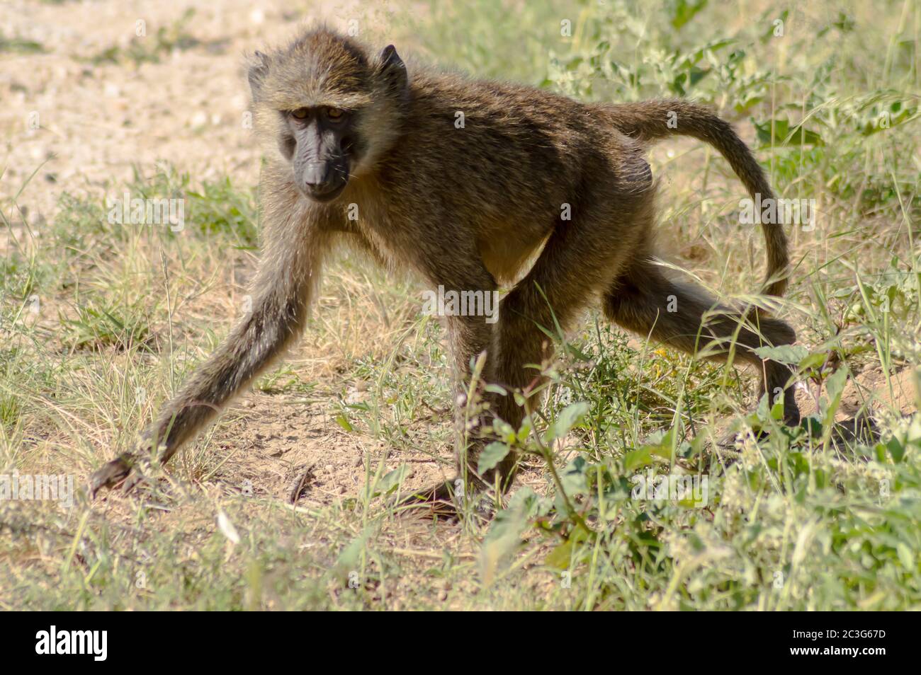 Singe vervet dans l'habitat naturel de la savane africaine Banque D'Images