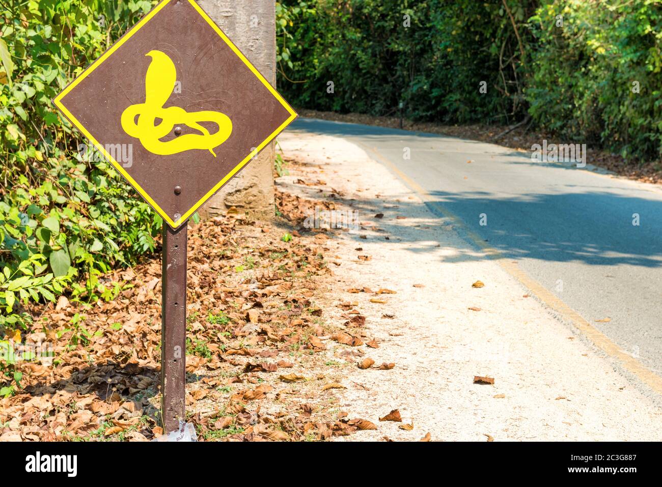 Attention au soupir de serpent sur la route Banque D'Images