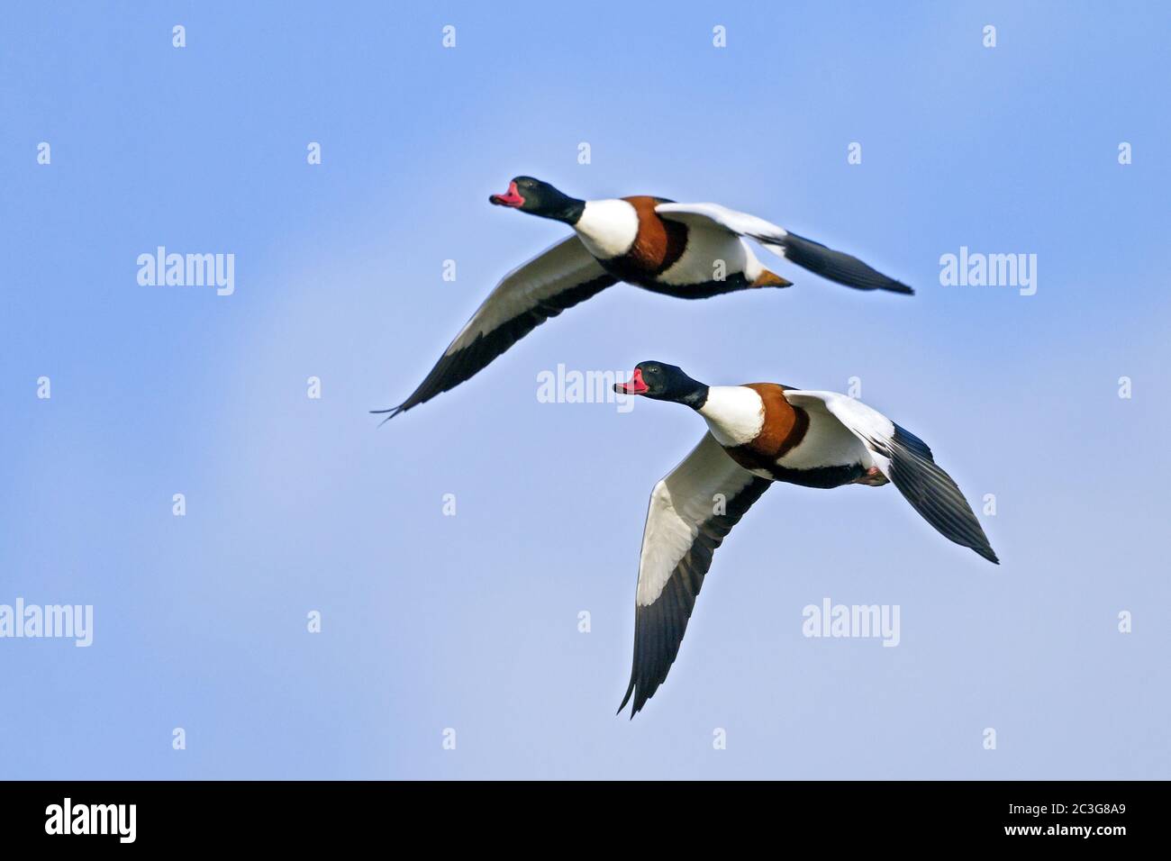 Moule-canard - Shelcanards communs dans les plumage non reproductrices / Tadorna tadorna Banque D'Images