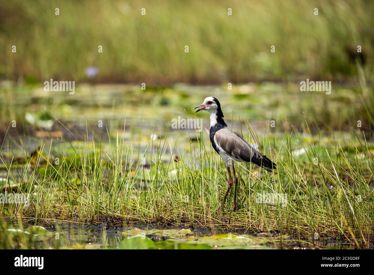 laponine à long embout (Vanellus crassirostris) Banque D'Images