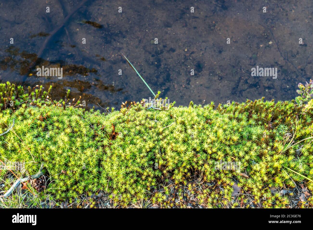 Gros plan de la rive de la rivière avec de la mousse, de l'herbe et de l'eau claire Banque D'Images