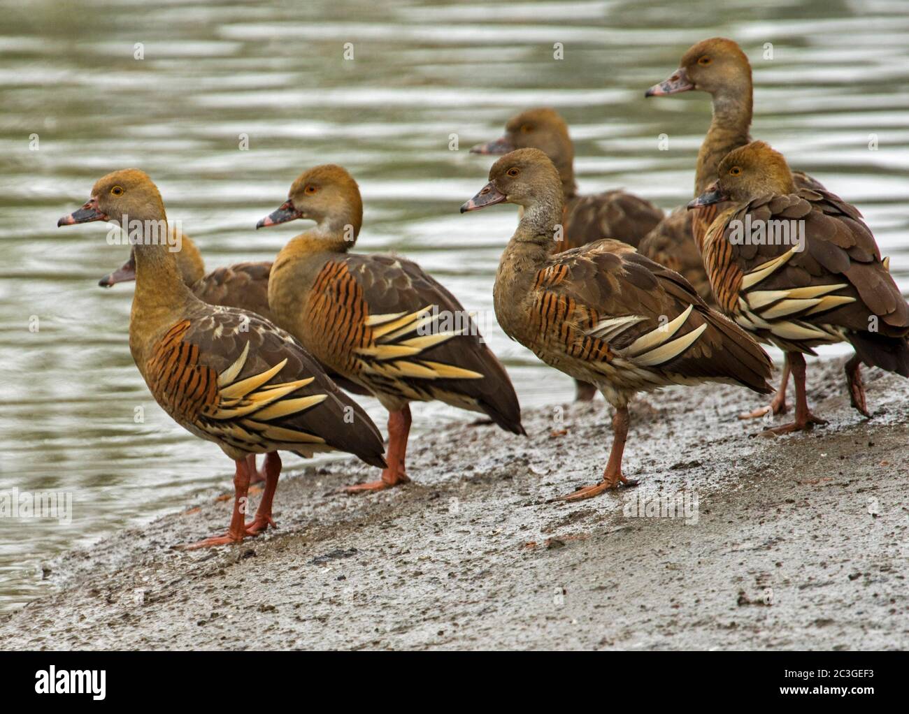 Groupe de magnifiques canards sifflants en plumage, Dendrocygna eytoni, à côté de l'eau calme du lac dans le parc urbain en Australie Banque D'Images