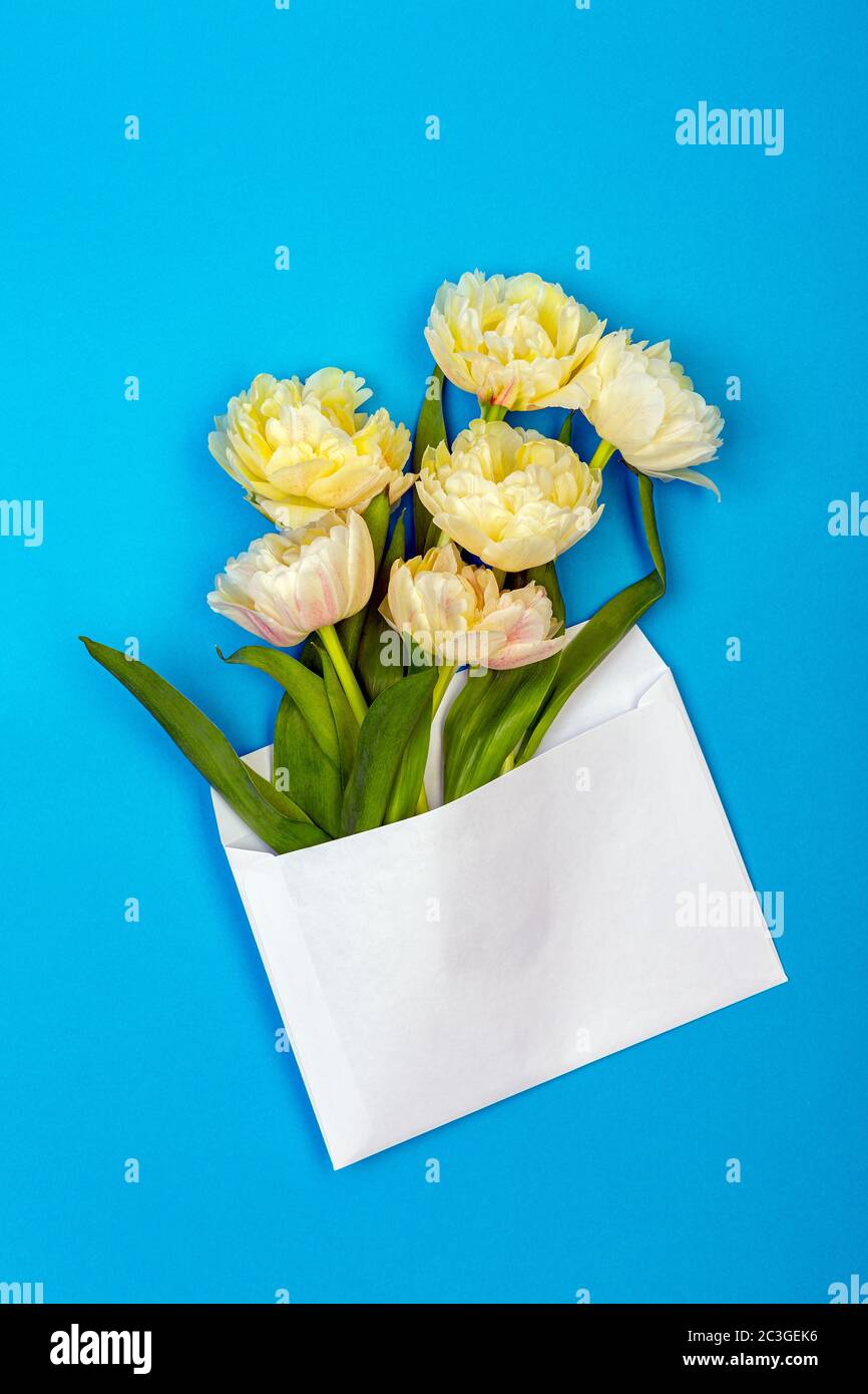 Bouquet de tulipes rose-jaune Terry. Banque D'Images