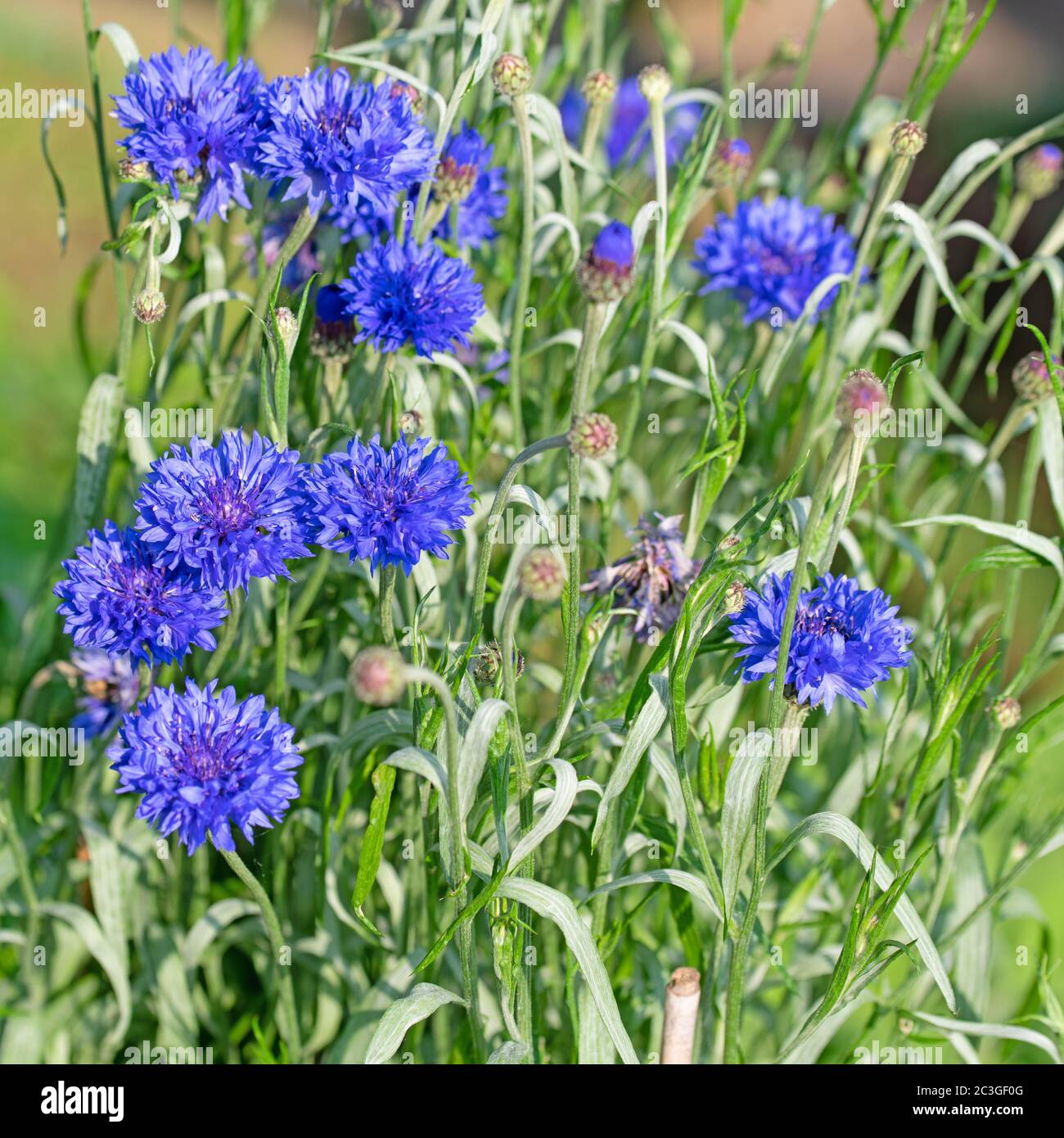 Fleurs de maïs, Cyanus segetum, gros plan Banque D'Images