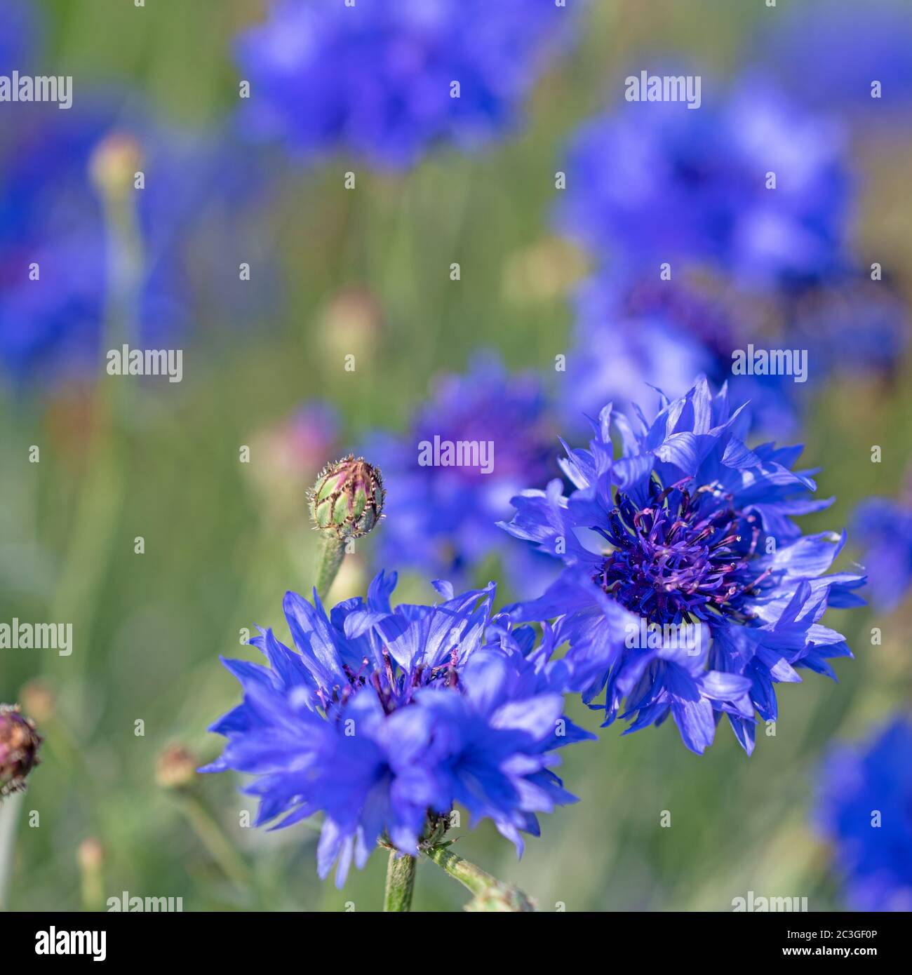 Fleurs de maïs, Cyanus segetum, gros plan Banque D'Images