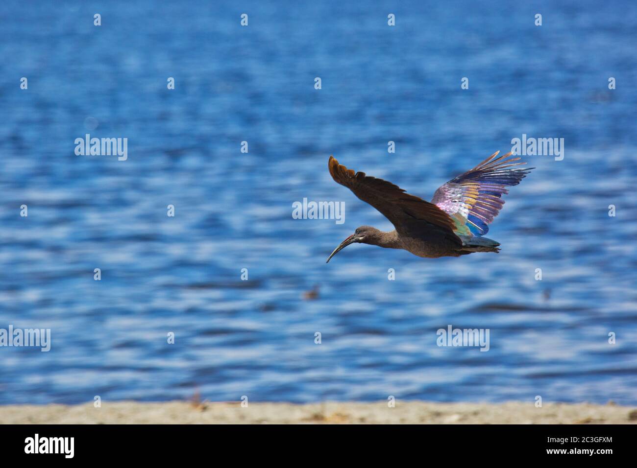 Hadada Ibis (Bostrychia hagedash) en vol Banque D'Images