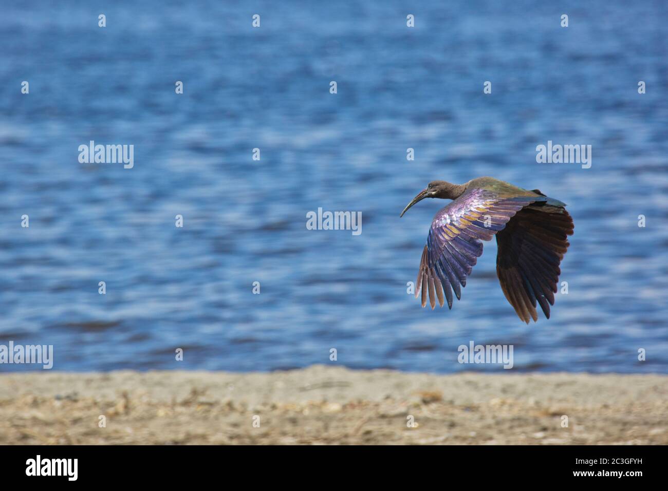 Hadada Ibis (Bostrychia hagedash) en vol Banque D'Images