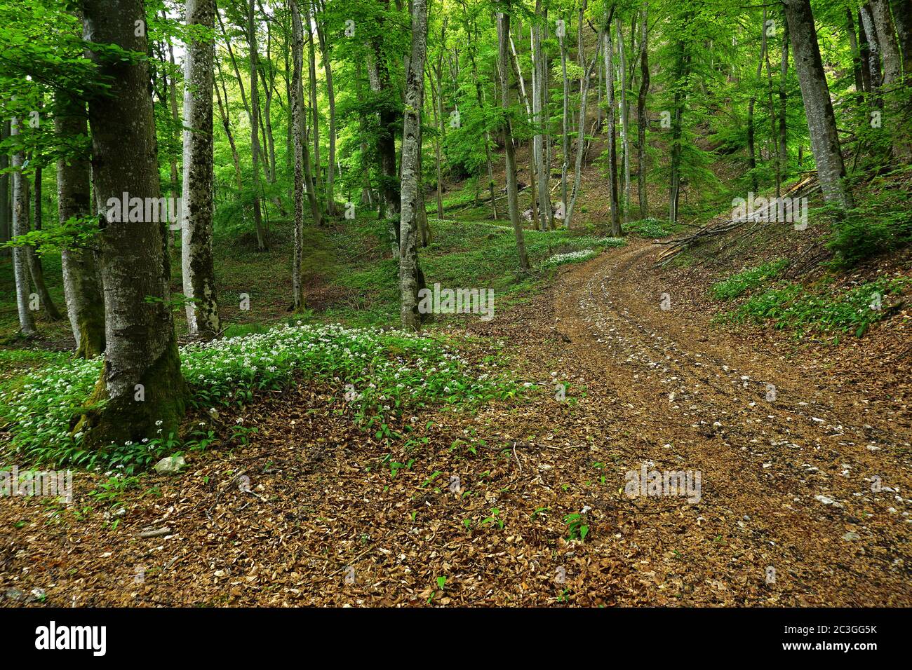 ail de bois dans la forêt de feuillus, Banque D'Images