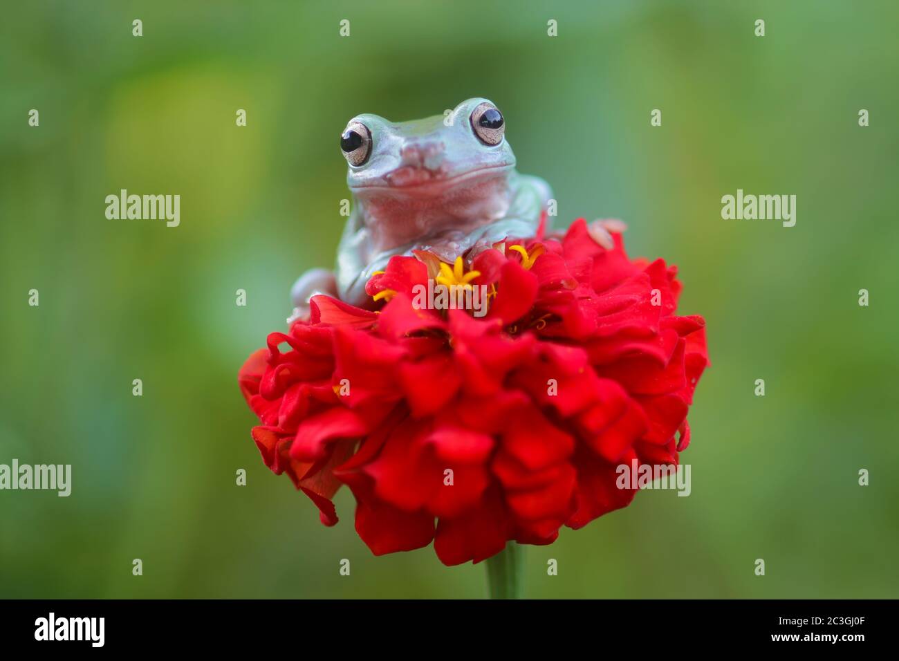 grenouilles, grenouilles d'arbres, grenouilles à ordures dans les branches d'arbres ou les fleurs Banque D'Images