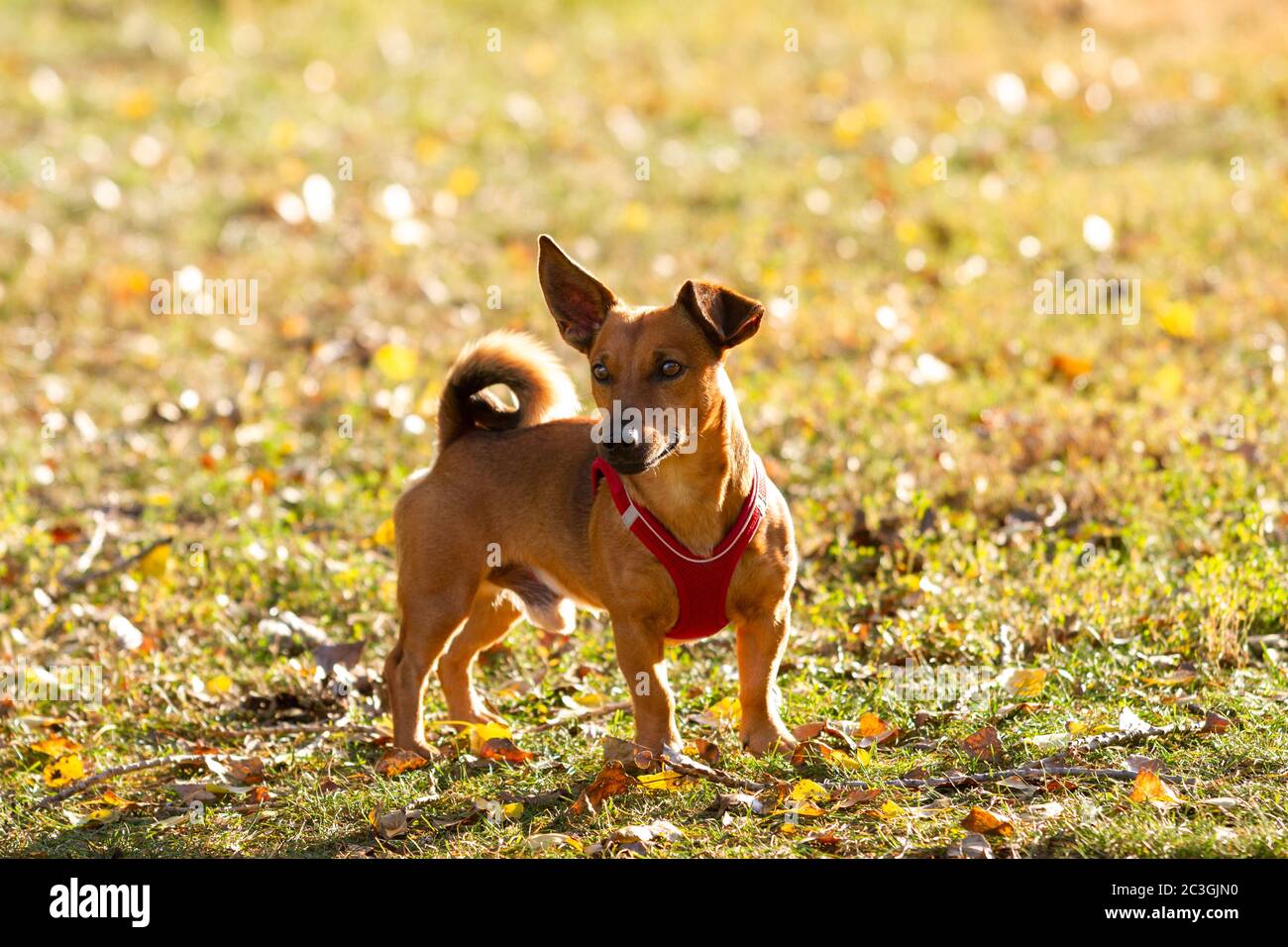 Mignon jeune chien brun sur un pré dans la lumière dorée d'automne Banque D'Images