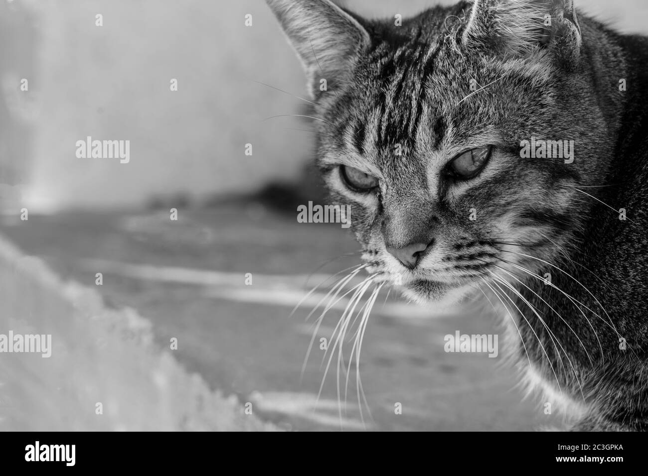 Magnifique chat Tabby avec de longs whiskers regardant la caméra, Harrogate, North Yorkshire, Angleterre, Royaume-Uni. Banque D'Images