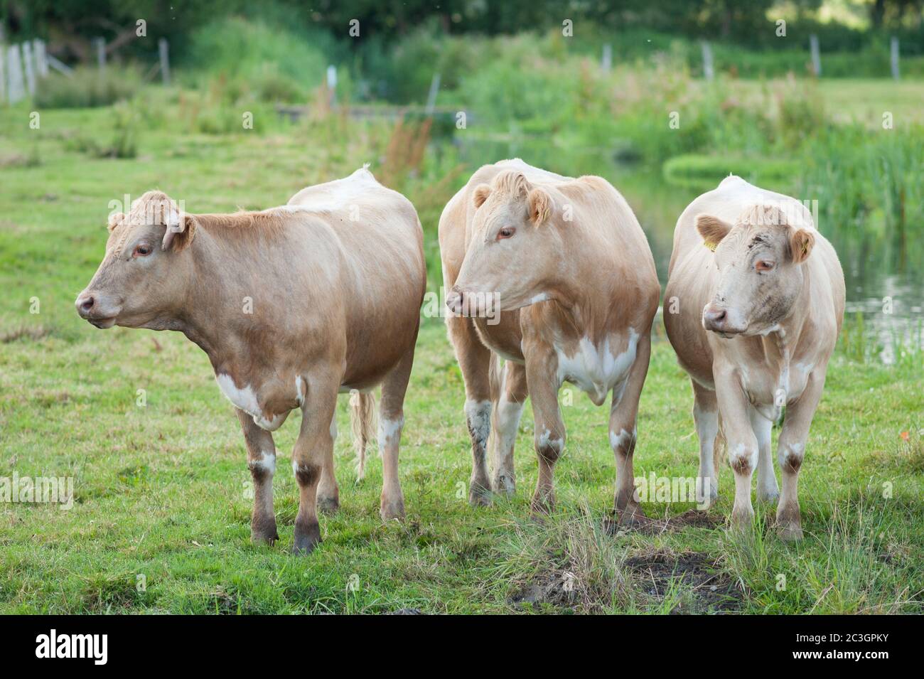 Trois vaches Jersey dans un champ regardant à gauche (leur droite) Banque D'Images