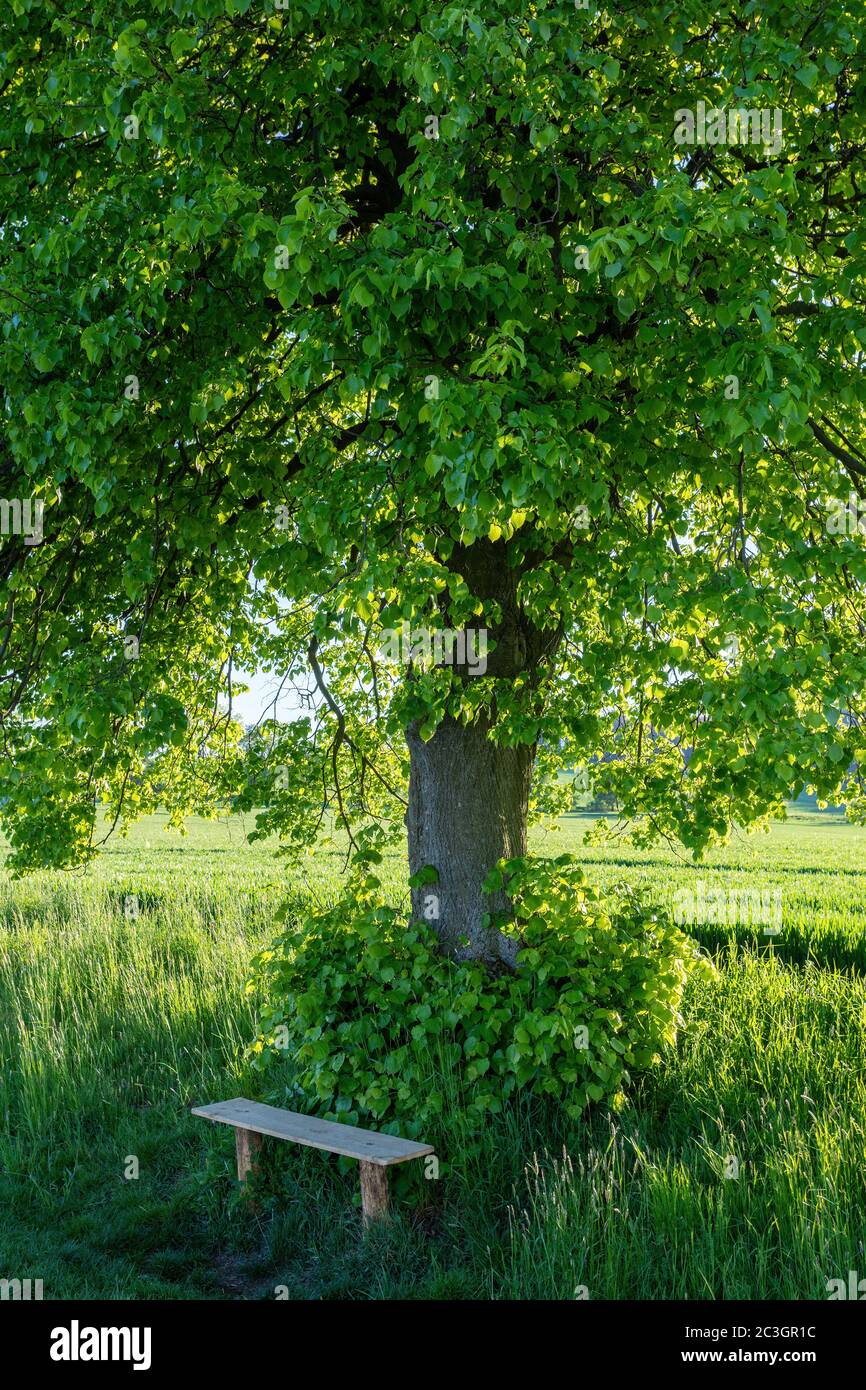 Petit banc en bois, place de repos sous l'arbre Banque D'Images