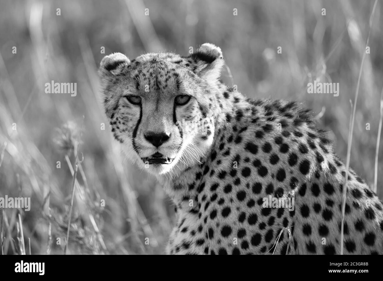 Gros plan d'une guépard entre l'herbe Banque D'Images