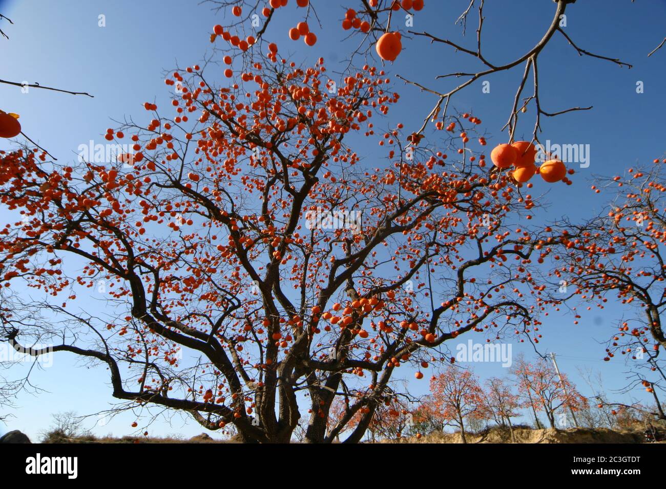 La ville frontalière, le comté de YiChuan, province de shaanxi GaloBai Village persimmon caractéristiques Banque D'Images