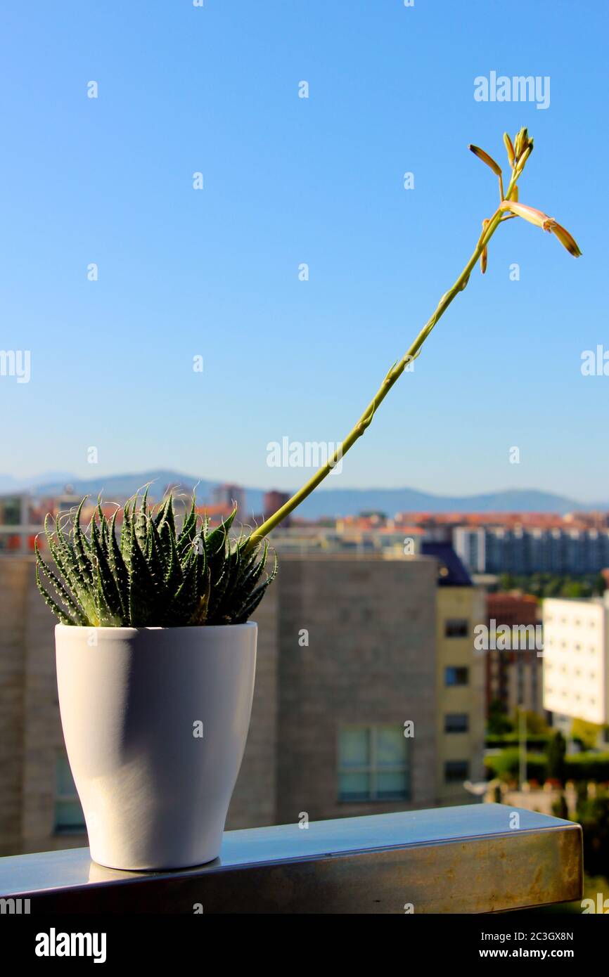 Plante de vera d'aloès avec des fleurs roses avec des bâtiments à la distance dans un pot de fleurs blanc en plein soleil naturel Banque D'Images