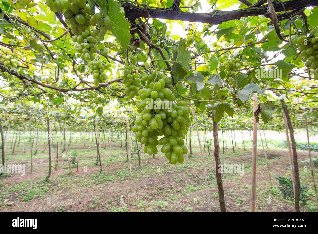 Des grappes de raisins verts dans le vignoble Banque D'Images