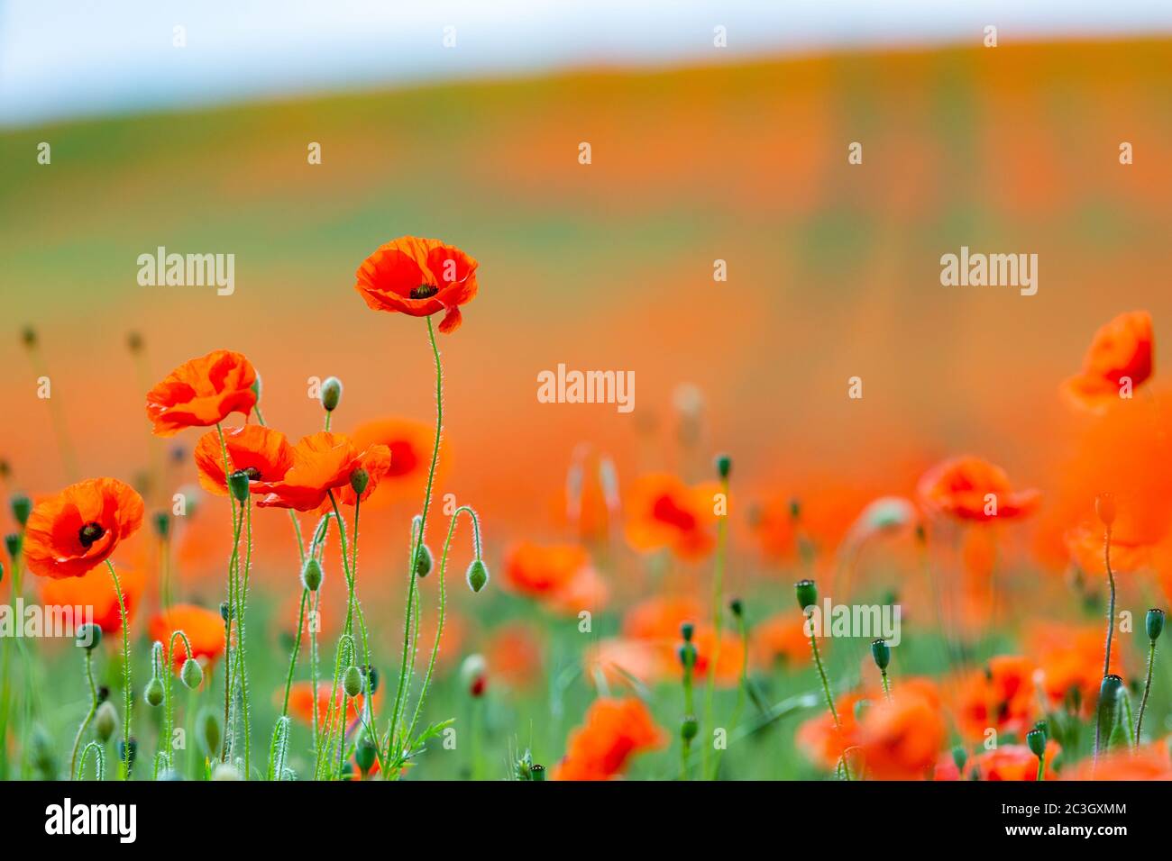 Kidderminster, Worcs, Royaume-Uni. 20 juin 2020. Le matin du solstice d'été, champ de blé près de Kidderminster, Worcestershire a des coquelicots qui y poussent. Le temps de la semaine promet une hausse des températures. Crédit : Peter Lophan/Alay Live News Banque D'Images