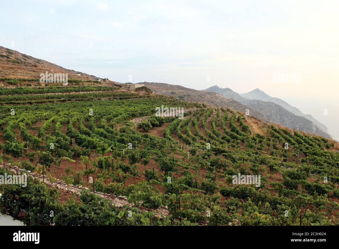 Grèce, la belle île de Sikinos. Vue sur les champs en terrasse sur une colline au crépuscule. Vignes cultivées sur les pentes. Banque D'Images